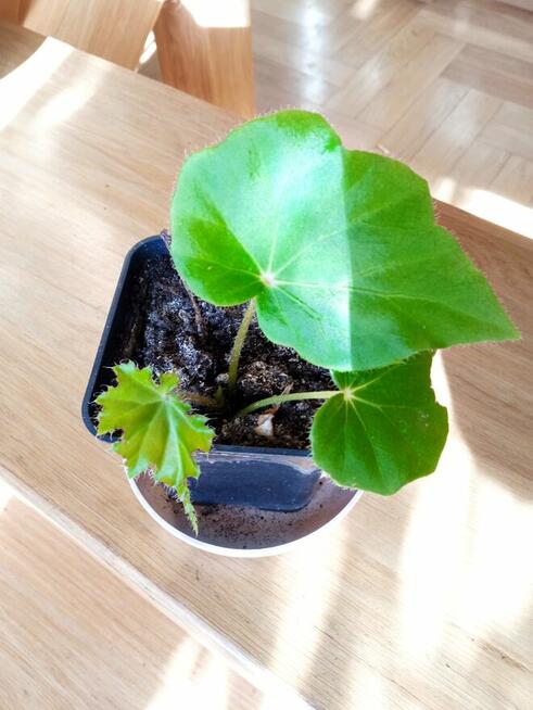 Filodendron, szczawik, monstera i inne