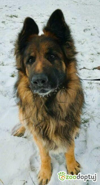 RAMBO - piękny owczarek niemiecki szuka domu