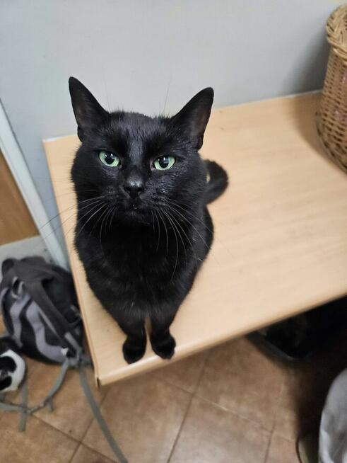 Kotka Stormy szuka nowego domu!