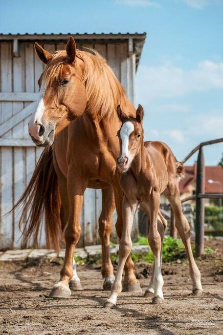 Fotograf – wyjątkowe sesje dla Ciebie, Twojego zwierzaka