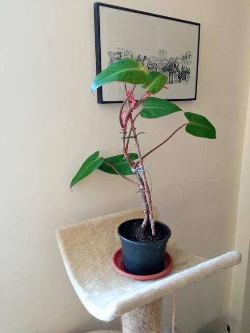 Filodendron, szczawik, monstera i inne