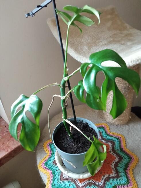 Filodendron, szczawik, monstera i inne