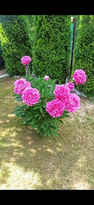 Działka rekreacyjna ROD