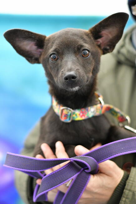 Atena mikrosunia do pokochania od zaraz!