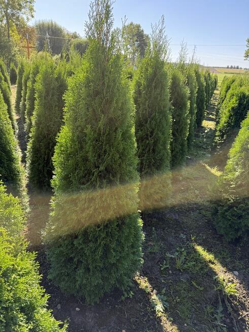 Tuje szmaragd z gruntu