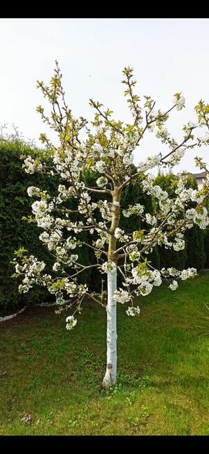 Działka rekreacyjna ROD