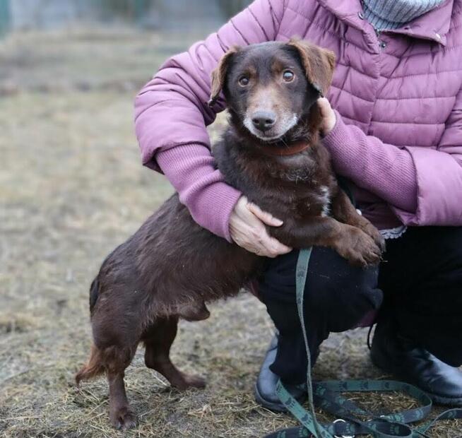 Uroczy niskopodwoziowy psiak Pimpek