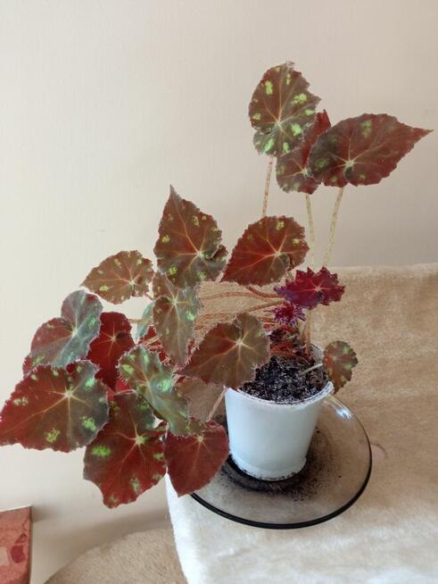 Filodendron, szczawik, monstera i inne