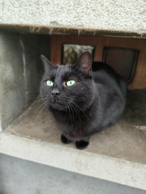 Kotka Stormy szuka nowego domu!