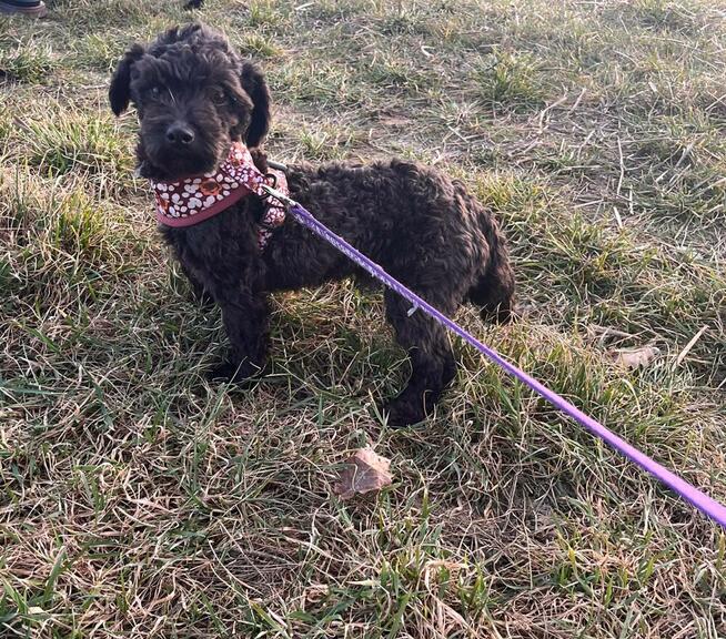 Russkaya Tsvetnaya Bolonka Husar