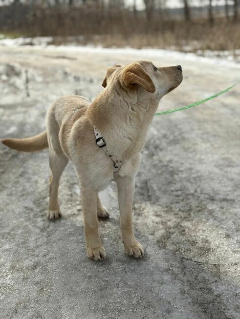 Goldi - wesoły szczeniak w typie labradora