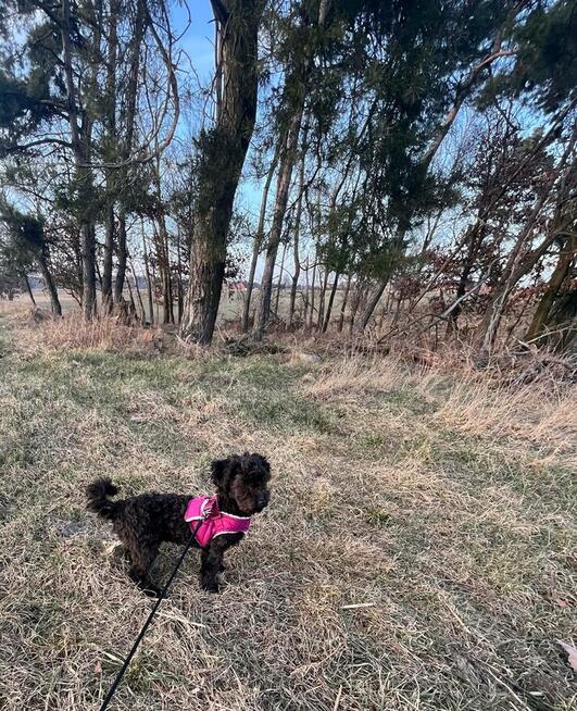 Russkaya Tsvetnaya Bolonka Hetman