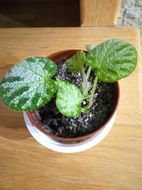 Filodendron, szczawik, monstera i inne