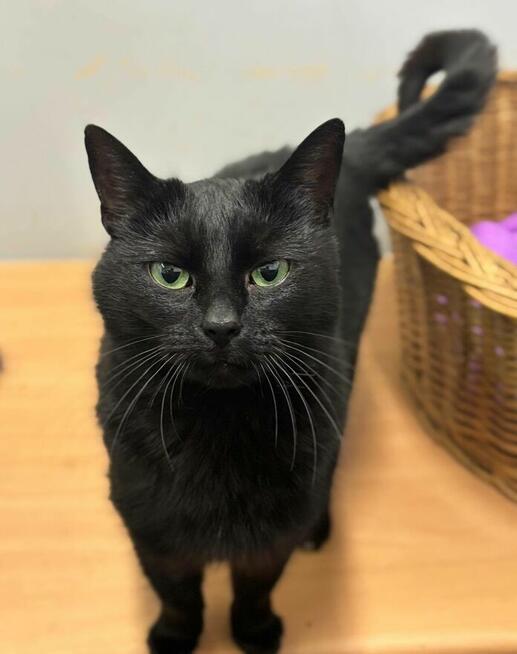Kotka Stormy szuka nowego domu!
