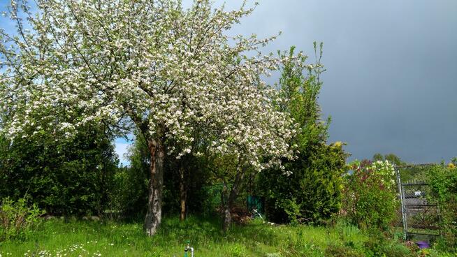Działka ROD na Wójtowej Roli w Wójtowie, blisko Olsztyna