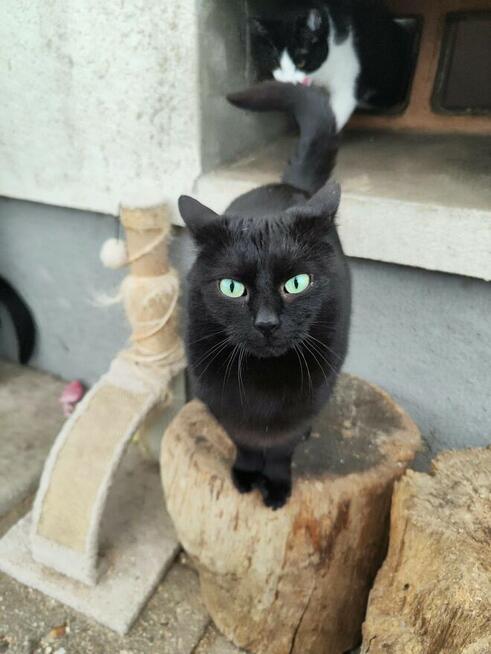 Kotka Stormy szuka nowego domu!