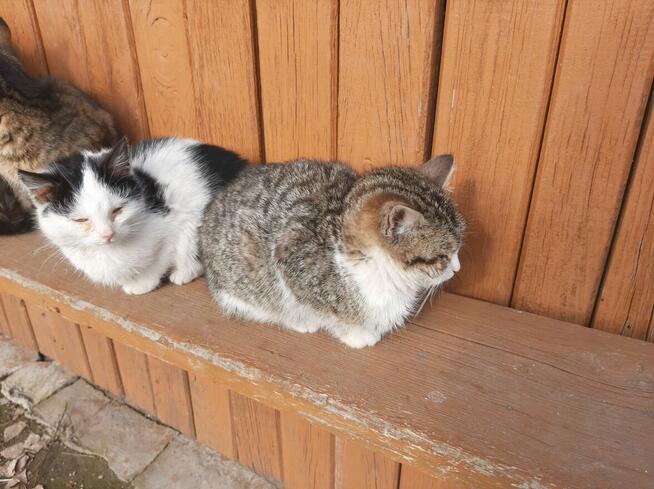 Oddam trzy kocięta w dobre ręce