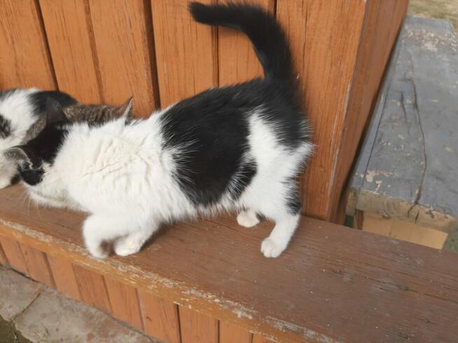 Oddam trzy kocięta w dobre ręce