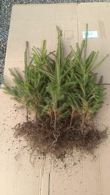 Świerk pospolity wysokość 70-90cm