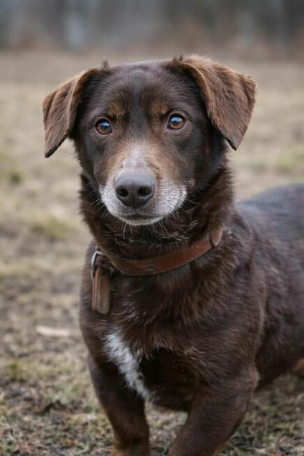 Uroczy niskopodwoziowy psiak Pimpek