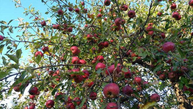 Działka ROD na Wójtowej Roli w Wójtowie, blisko Olsztyna