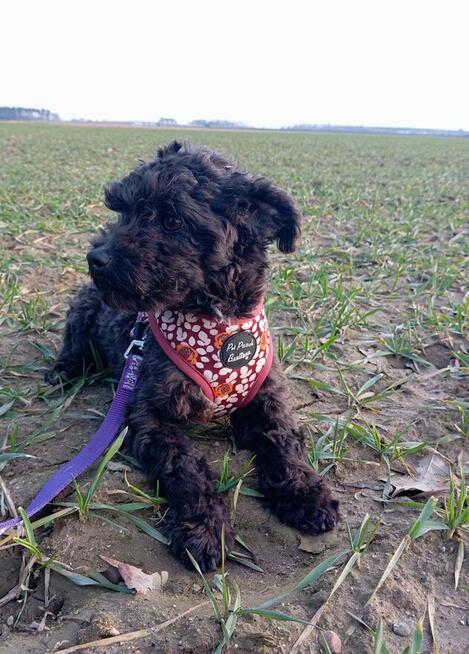 Russkaya Tsvetnaya Bolonka Husar