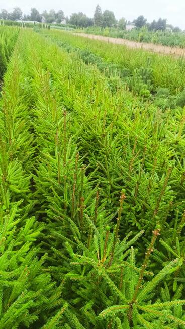 Świerk pospolity wysokość 70-90cm