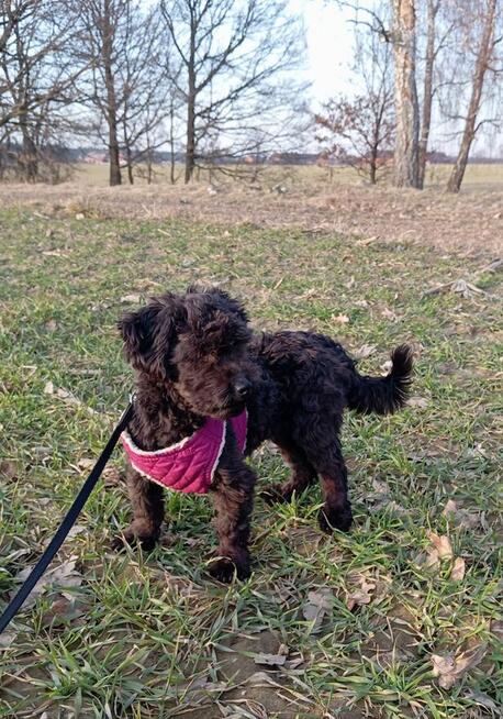 Russkaya Tsvetnaya Bolonka Hetman