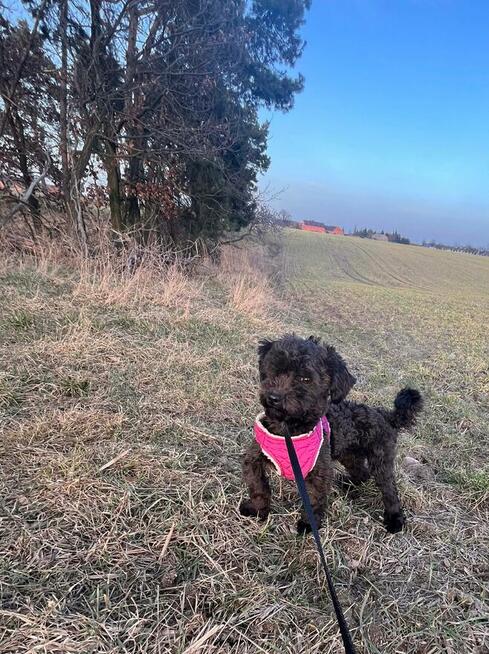 Russkaya Tsvetnaya Bolonka Hetman