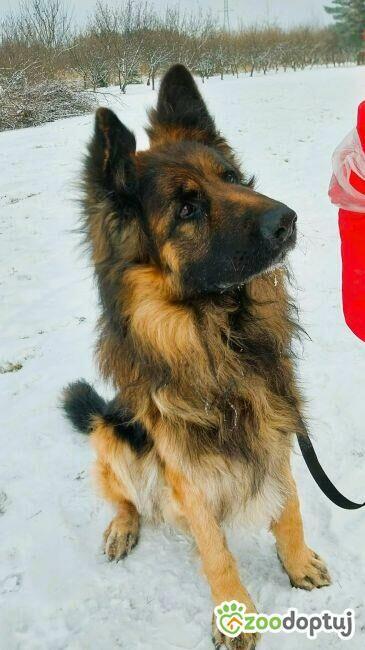 RAMBO - piękny owczarek niemiecki szuka domu