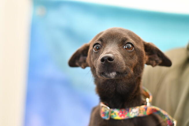 Atena mikrosunia do pokochania od zaraz!