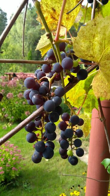 Działka ROD na Wójtowej Roli w Wójtowie, blisko Olsztyna