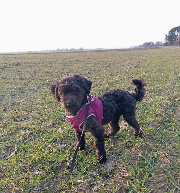 Russkaya Tsvetnaya Bolonka Hetman