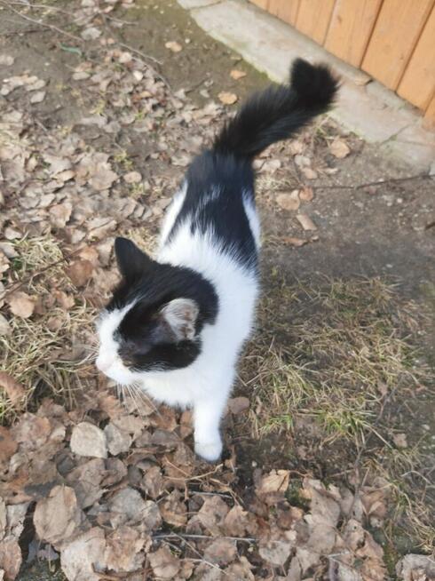 Oddam trzy kocięta w dobre ręce