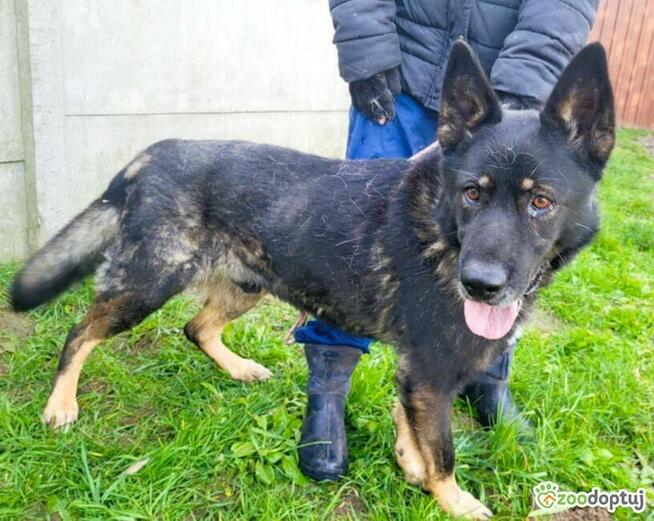 HOMER - piękny psiak w typie wilczaka do adopcji