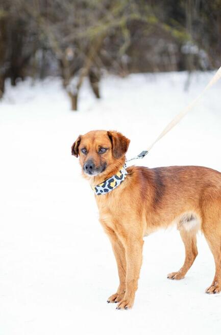 Korek - prawdziwy pies na medal!