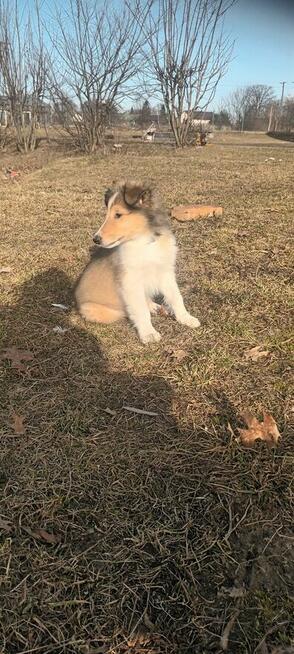 Szczenieta Owczarek Szkocki - Lessie