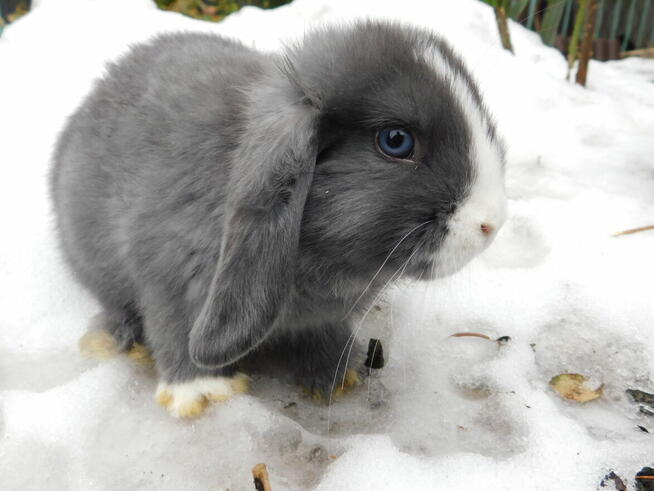 Samiczka niebiesko- biała baranek mini lop