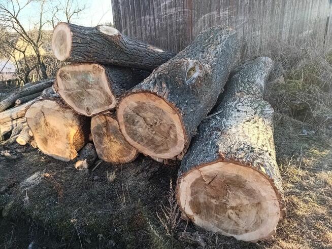 Topola czarna (Italica) na sprzedaż - Topoľ Čierny (Italica)