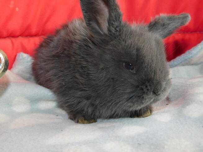 Bardzo ładne baranki mini lop niebieskie