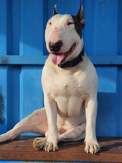 Bulterier standard reproduktor