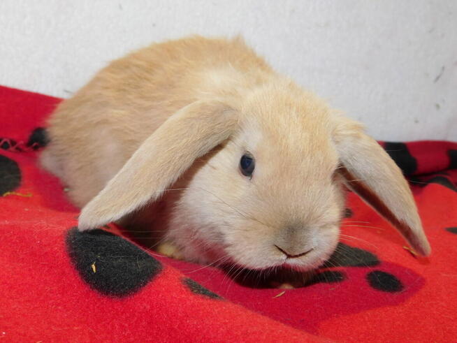 Baranek mini lop beżowa samiczka