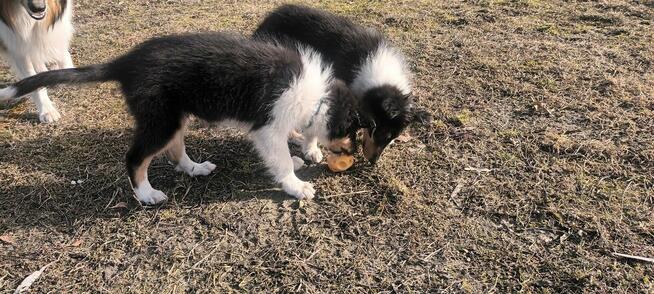 Szczenieta Owczarek Szkocki - Lessie