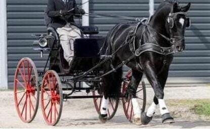 Bryczka Speider Exclusiv