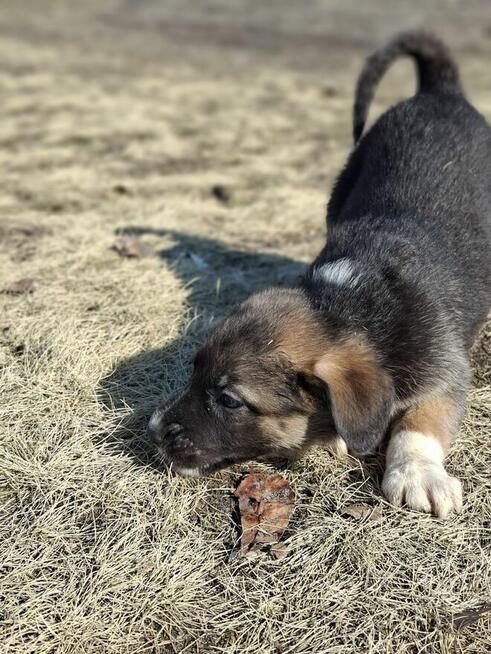 Oddam szczeniaczki za darmo