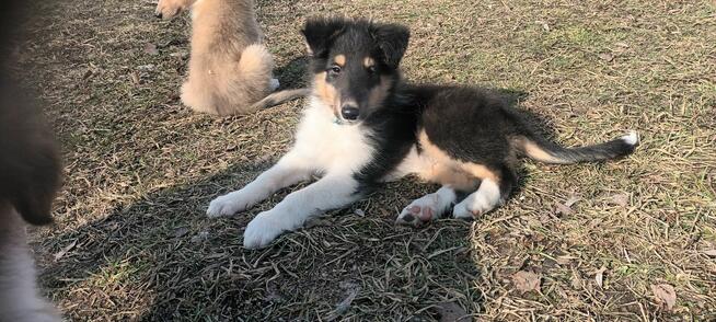 Szczenieta Owczarek Szkocki - Lessie