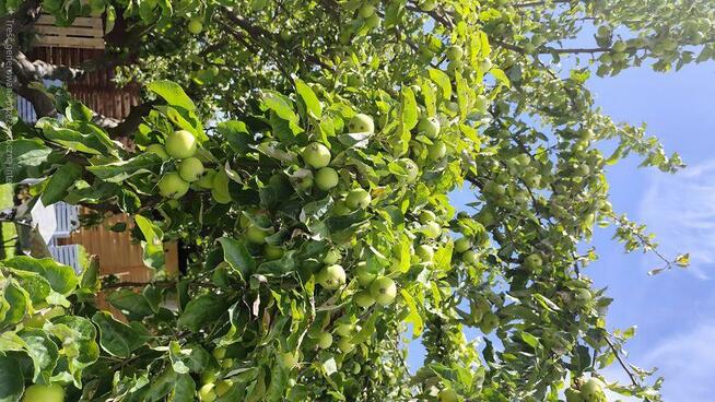 Działka ROD im E.Kwiatkowskiego Gdynia Oksywie