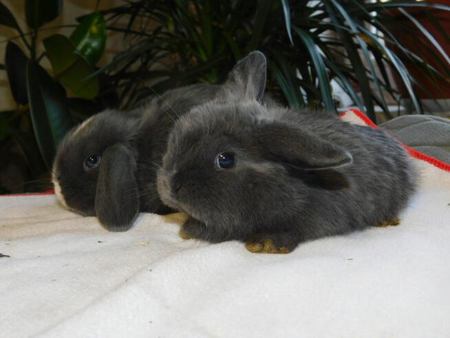 Bardzo ładne baranki mini lop niebieskie