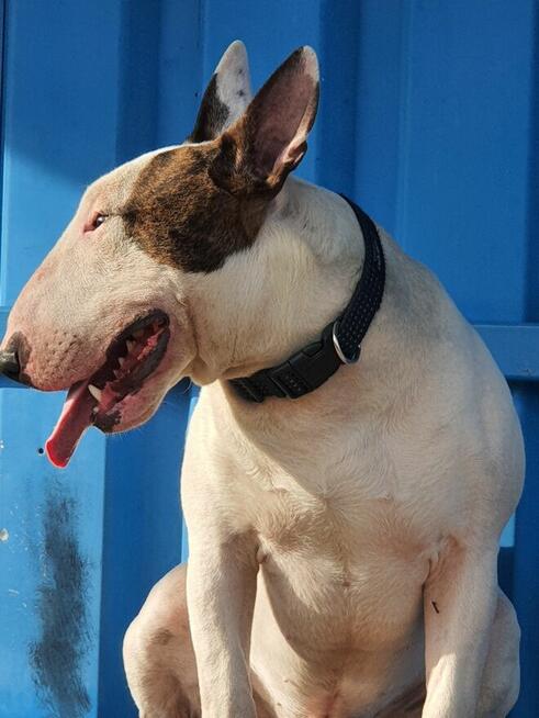 Bulterier standard reproduktor