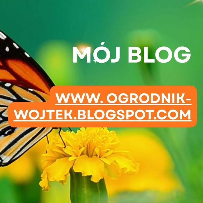 Potrzebujesz pomocy przy domu. pielęgnacji, uruchomić nawodn